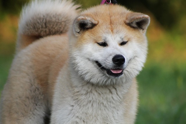 dospělá akita