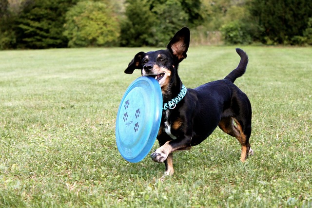 jezevčík s frisbee.jpg